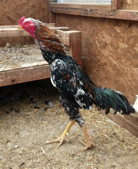 Leeds, West Yorkshire 6 days ago £100 ONO <b>For Sale</b> <b>Shamo</b> Cockerel <b>for sale</b> 1. . Shamo rooster for sale